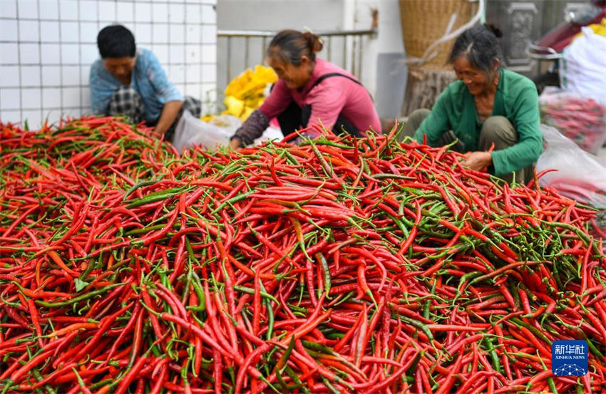 Chongqing: colheita de malaguetas contribui para a prosperidade nas regi?es rurais