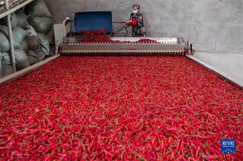 Chongqing: colheita de malaguetas contribui para a prosperidade nas regi?es rurais