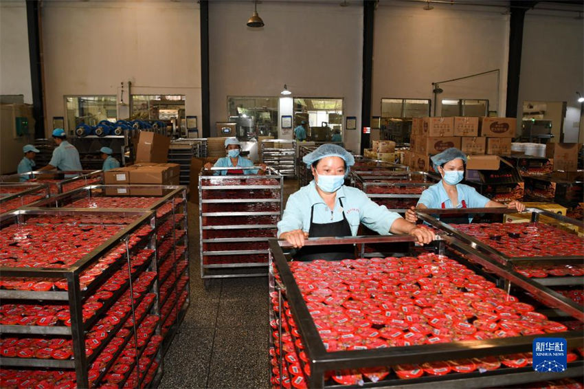 Chongqing: colheita de malaguetas contribui para a prosperidade nas regi?es rurais