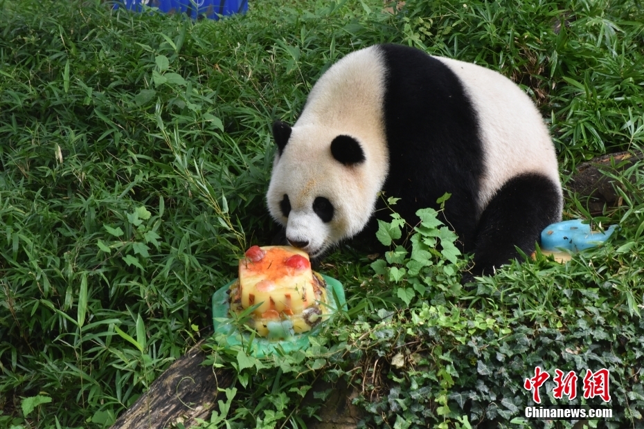 Panda Xiao Qiji celebra 3o aniversário nos EUA