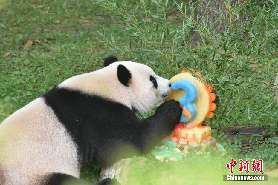 Panda Xiao Qiji celebra 3o aniversário nos EUA