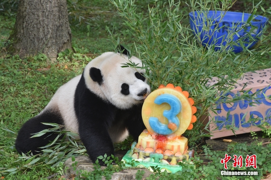 Panda Xiao Qiji celebra 3o aniversário nos EUA