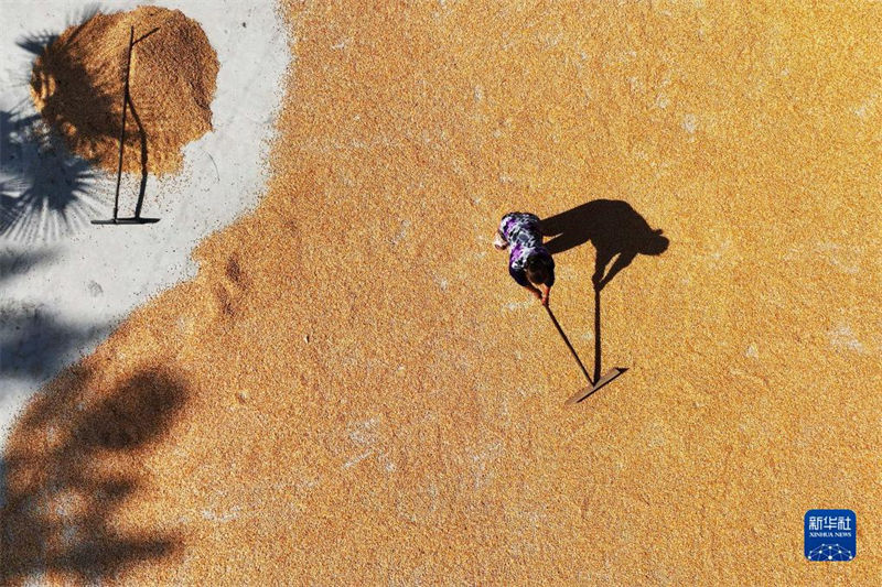 China: agricultores atarefados com período da safra do final do ver?o