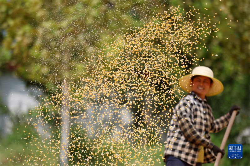 China: agricultores atarefados com período da safra do final do ver?o