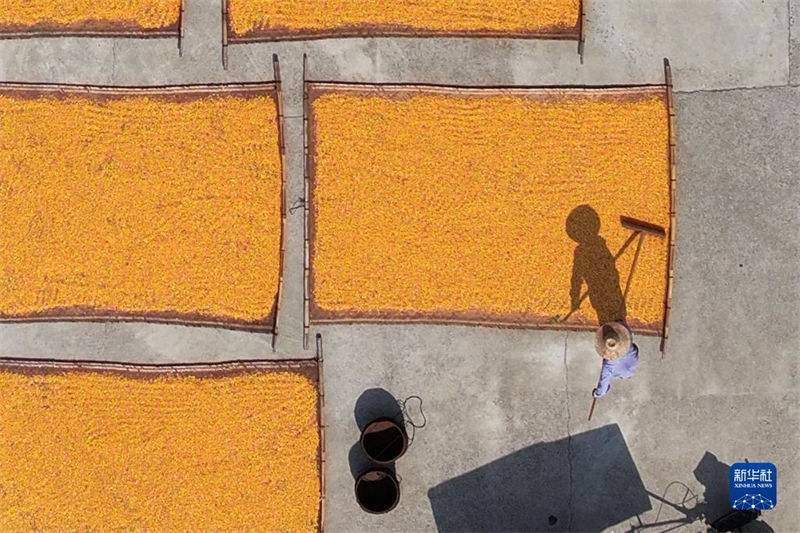 China: agricultores atarefados com período da safra do final do ver?o