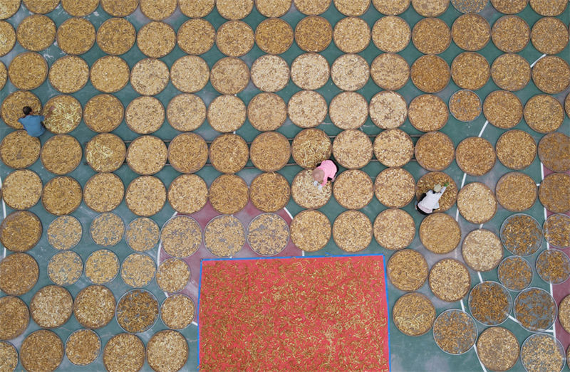 Guangxi: indústria de rebentos de bambu contribui para a revitaliza??o rural