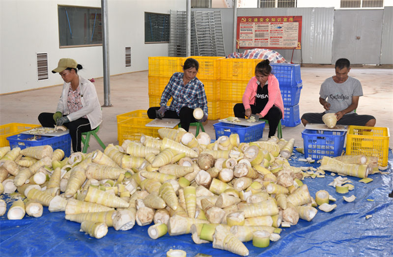 Guangxi: indústria de rebentos de bambu contribui para a revitaliza??o rural