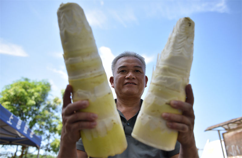 Guangxi: indústria de rebentos de bambu contribui para a revitaliza??o rural