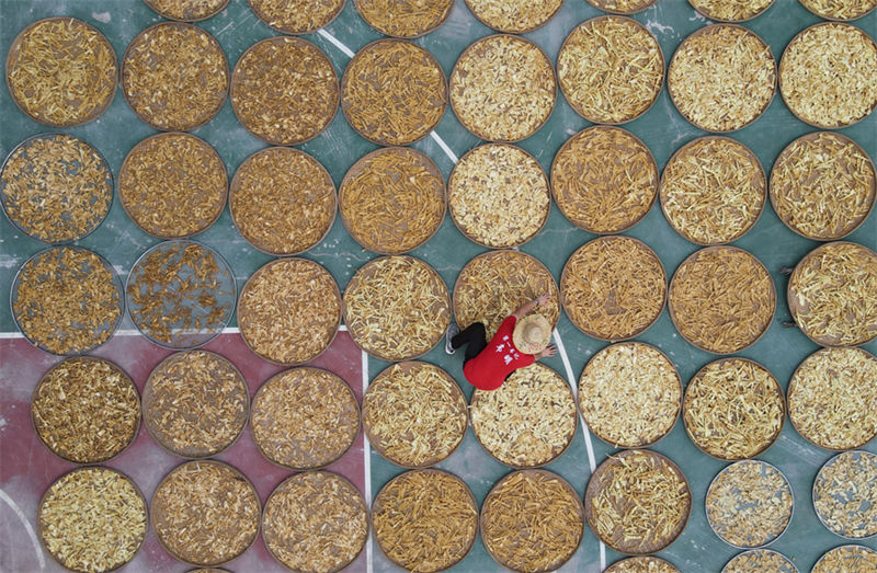 Guangxi: indústria de rebentos de bambu contribui para a revitaliza??o rural