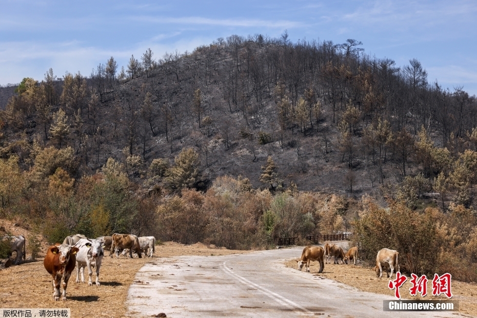 Grécia enfrenta 'maior incêndio' de que há registro na UE