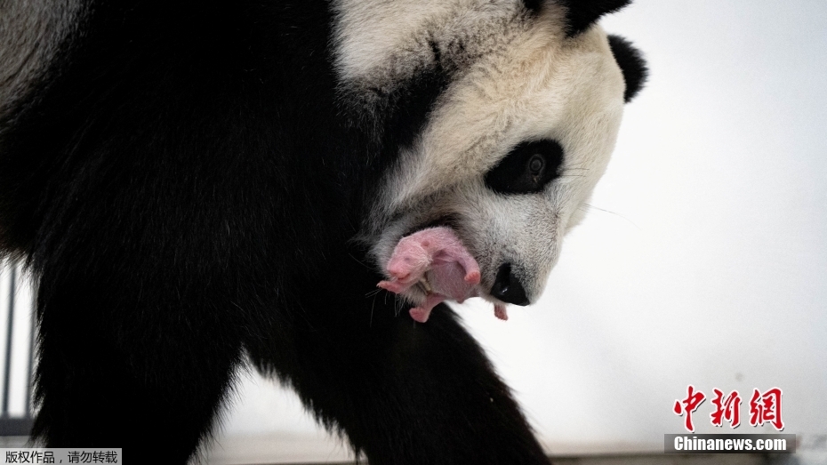 Primeira cria de panda gigante na história da Rússia nasce em Moscou