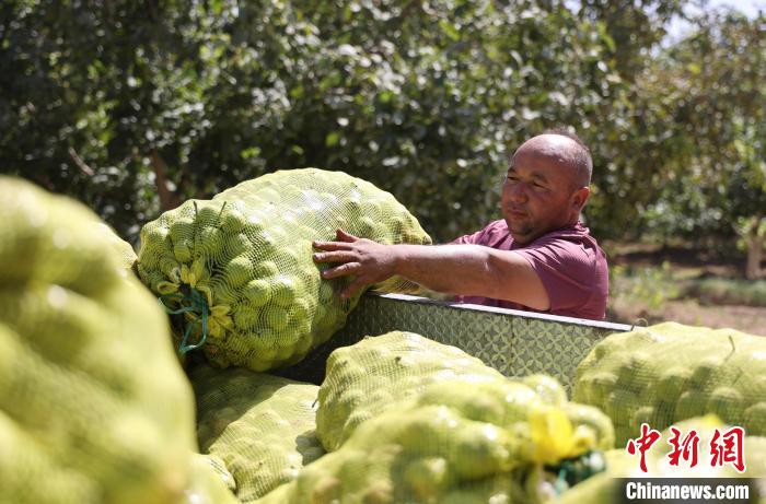 Cidade de Kuqa inicia colheita de nozes em Xinjiang