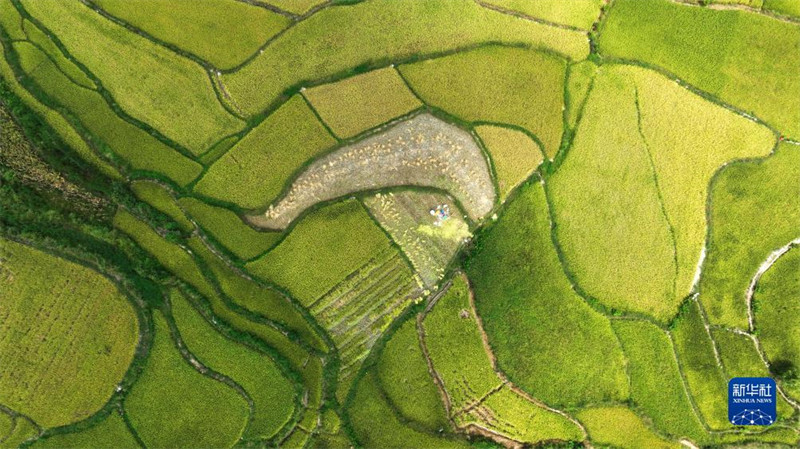 Guizhou inicia temporada de colheita de arroz