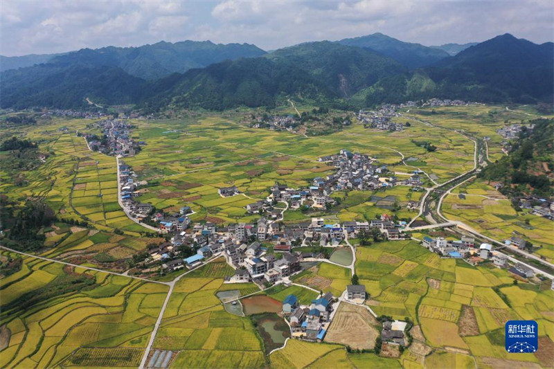 Guizhou inicia temporada de colheita de arroz