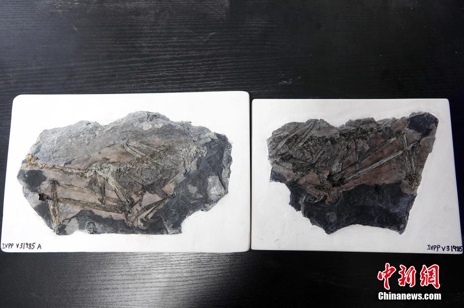 China descobre fóssil do dinossauro de avialae com 150 milh?es de anos