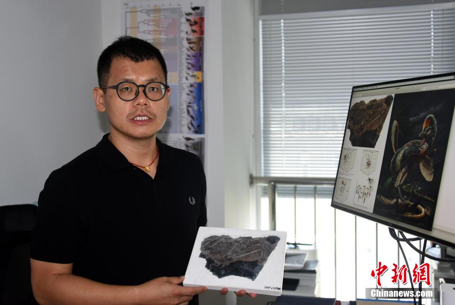China descobre fóssil do dinossauro de avialae com 150 milh?es de anos
