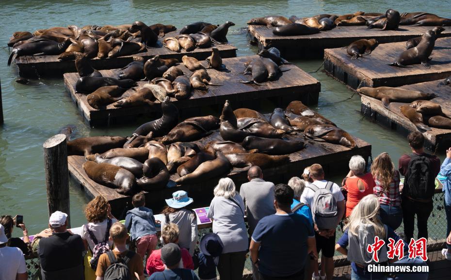 EUA: le?es-marinhos passam tempo tranquilo no Píer 39