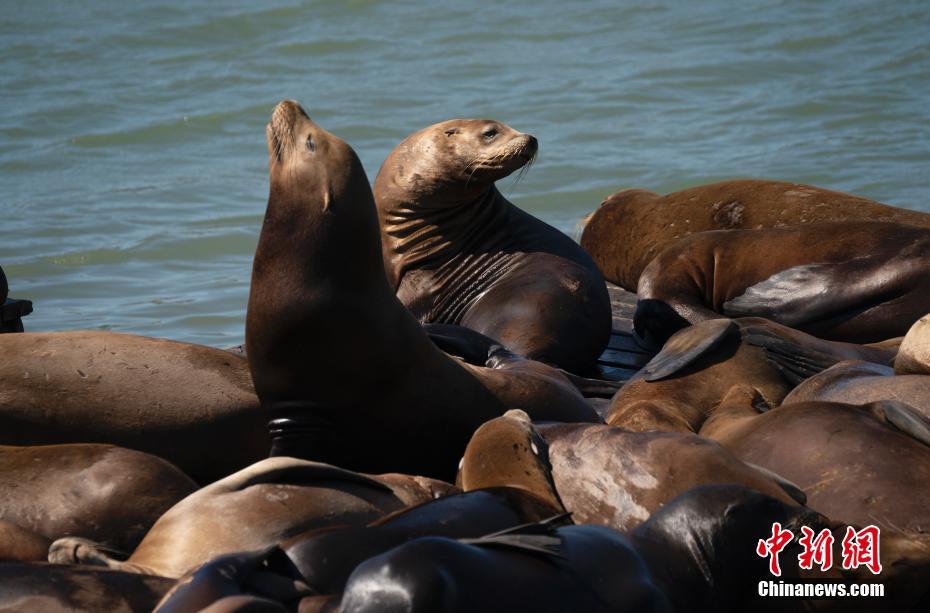 EUA: le?es-marinhos passam tempo tranquilo no Píer 39