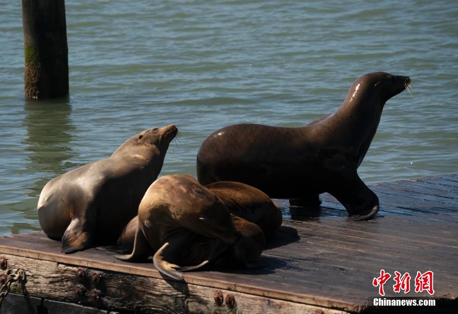 EUA: le?es-marinhos passam tempo tranquilo no Píer 39