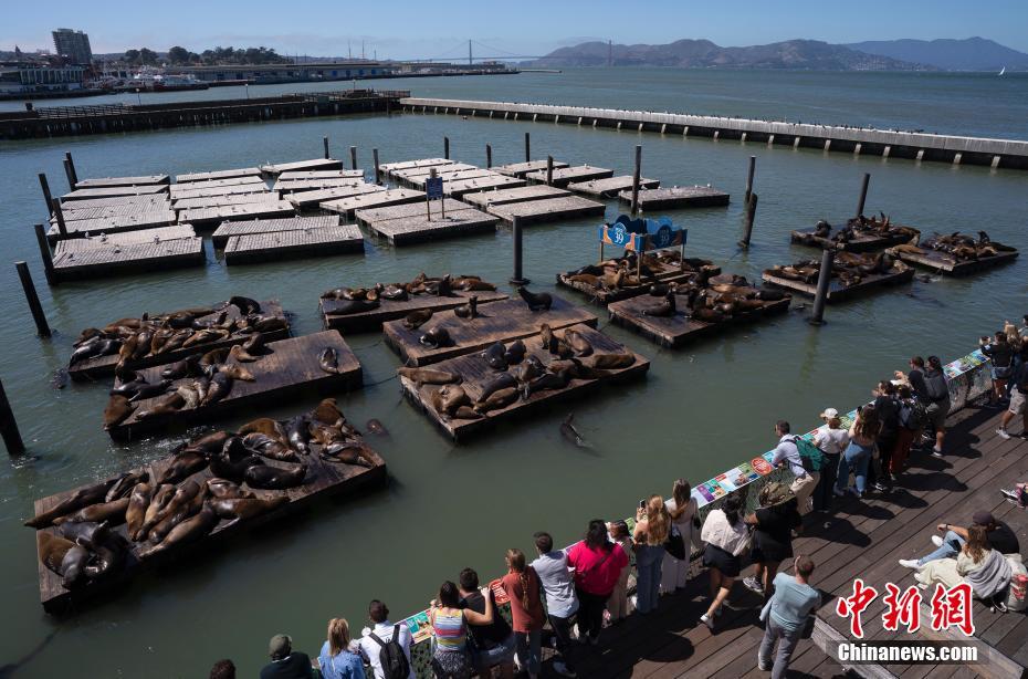 EUA: le?es-marinhos passam tempo tranquilo no Píer 39