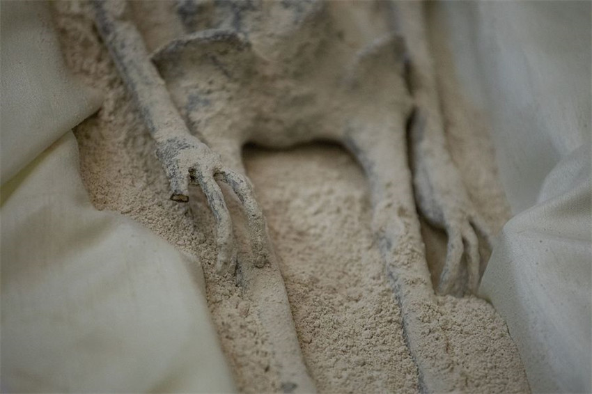 Alegados fósseis de alienígenas s?o apresentados no Congresso do México