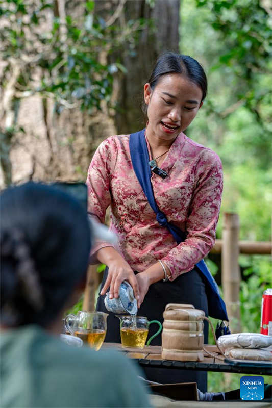 China: antigas florestas de chá em Pu'er s?o listadas como patrim?nio mundial