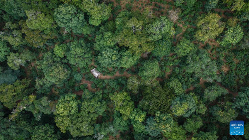 China: antigas florestas de chá em Pu'er s?o listadas como patrim?nio mundial