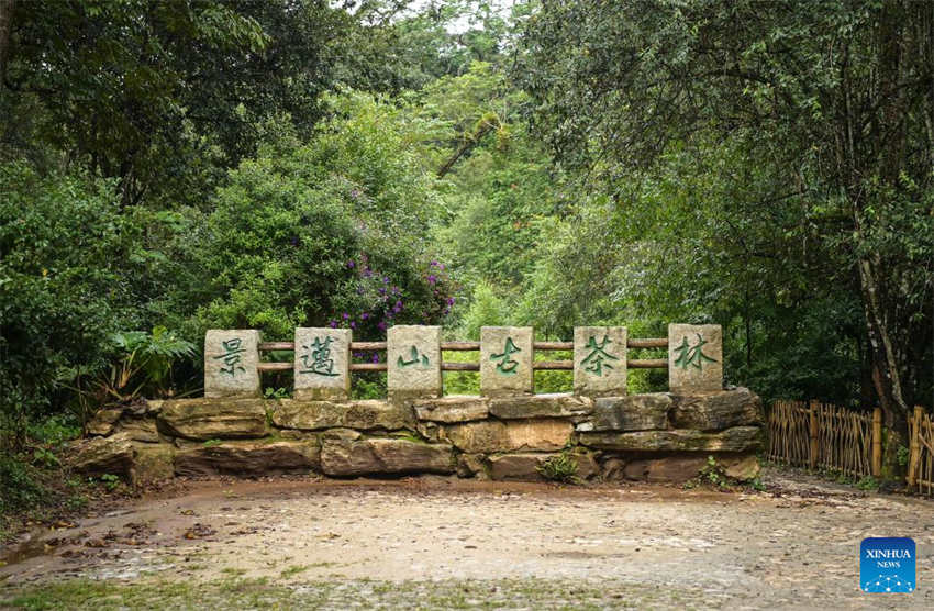 China: antigas florestas de chá em Pu'er s?o listadas como patrim?nio mundial