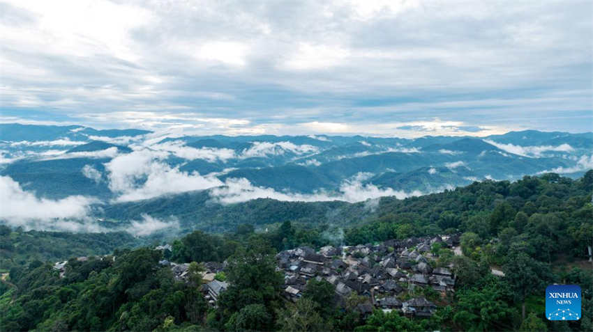 China: antigas florestas de chá em Pu'er s?o listadas como patrim?nio mundial