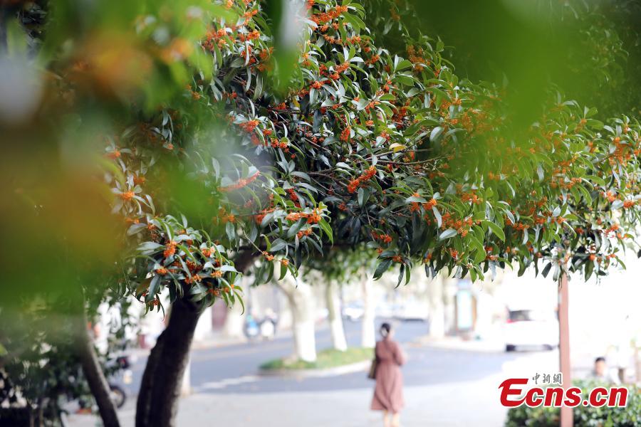 Galeria: cores do outono em Hangzhou, cidade-sede dos 19o Jogos Asiáticos