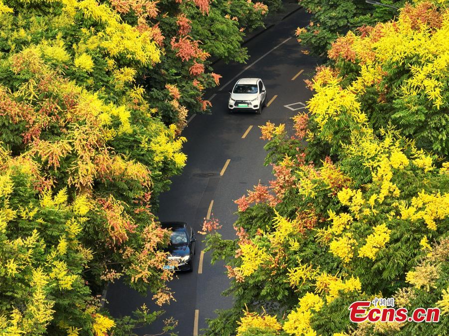 Galeria: cores do outono em Hangzhou, cidade-sede dos 19o Jogos Asiáticos