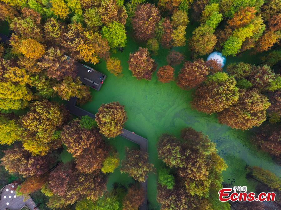 Galeria: cores do outono em Hangzhou, cidade-sede dos 19o Jogos Asiáticos