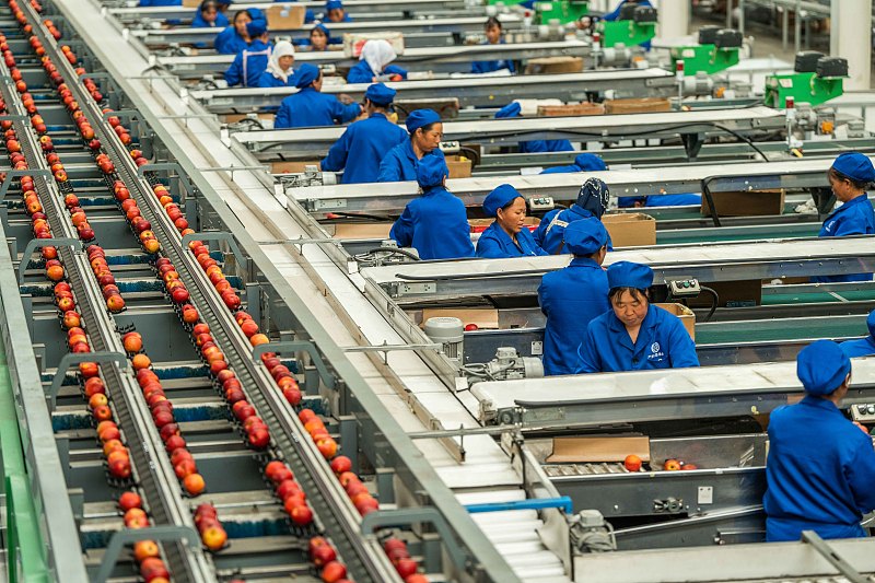 Guizhou: agricultores atarefados com a colheita e expedi??o da ma?? em Weining