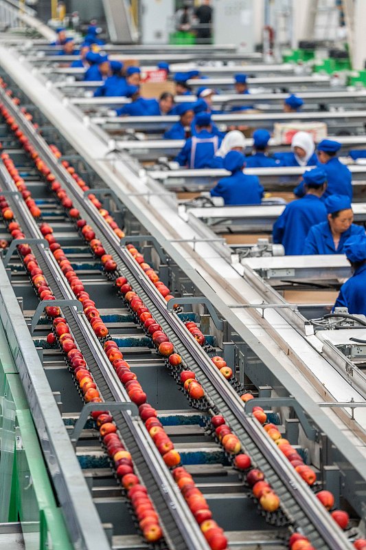 Guizhou: agricultores atarefados com a colheita e expedi??o da ma?? em Weining