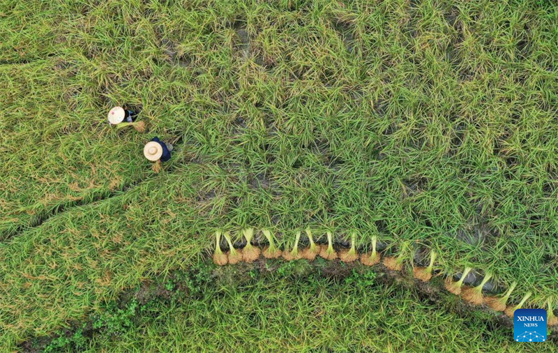 Colheita de outono avan?a em bom ritmo na China