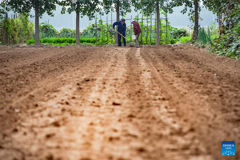 Colheita de outono avan?a em bom ritmo na China