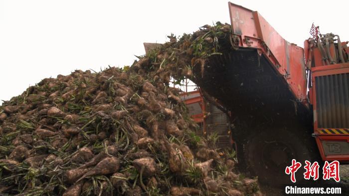 Mecaniza??o ajuda na colheita de beta vulgaris em Xinjiang