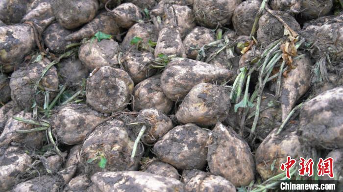 Mecaniza??o ajuda na colheita de beta vulgaris em Xinjiang