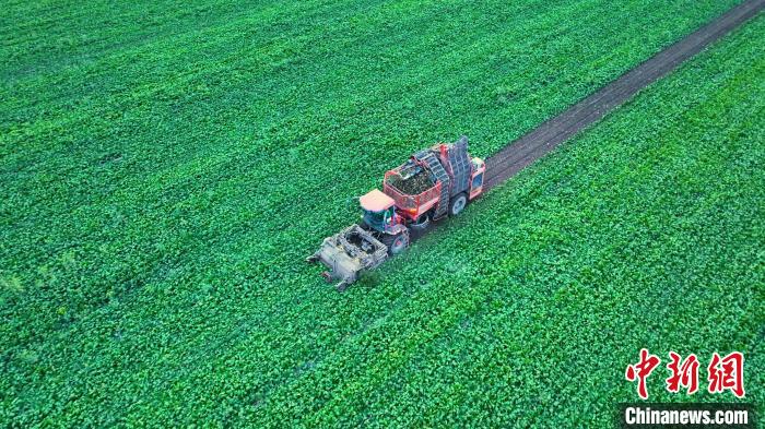 Mecaniza??o ajuda na colheita de beta vulgaris em Xinjiang