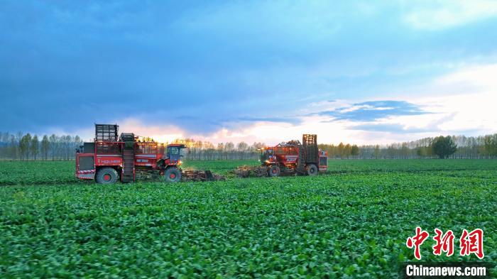Mecaniza??o ajuda na colheita de beta vulgaris em Xinjiang