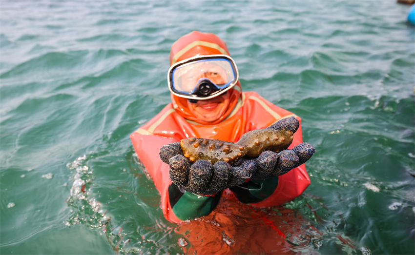 Festival Cultural da Colheita de Pepino do Mar de 2023 foi realizado na ilha Guanglu, no nordeste da China
