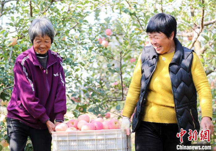 Qingdao dá início à temporada da colheita da ma??, leste da China