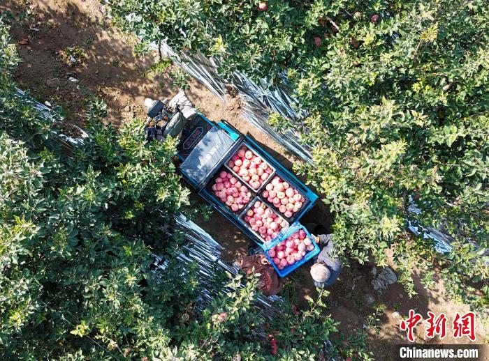 Qingdao dá início à temporada da colheita da ma??, leste da China