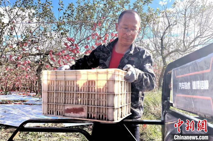 Qingdao dá início à temporada da colheita da ma??, leste da China