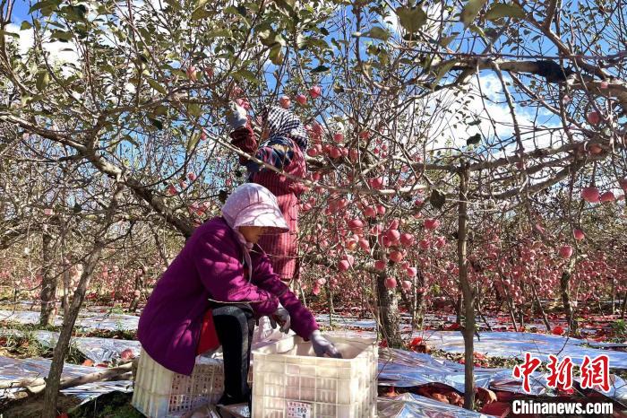 Qingdao dá início à temporada da colheita da ma??, leste da China