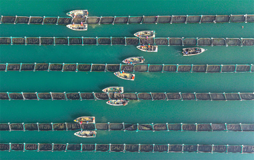 Shandong?dá?início?à colheita?de?outono de pepino-do-mar