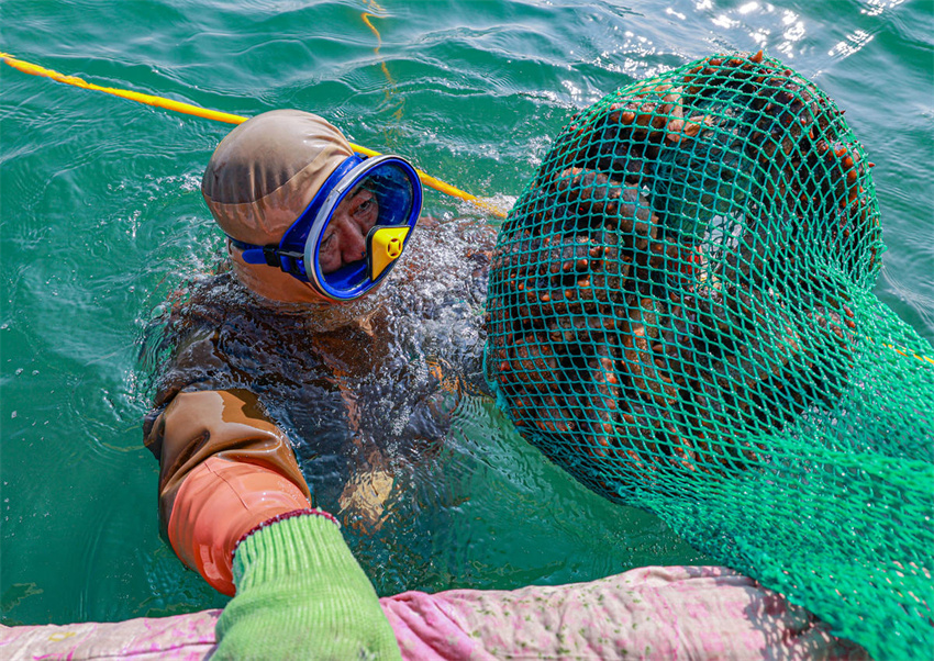 Shandong?dá?início?à colheita?de?outono de pepino-do-mar