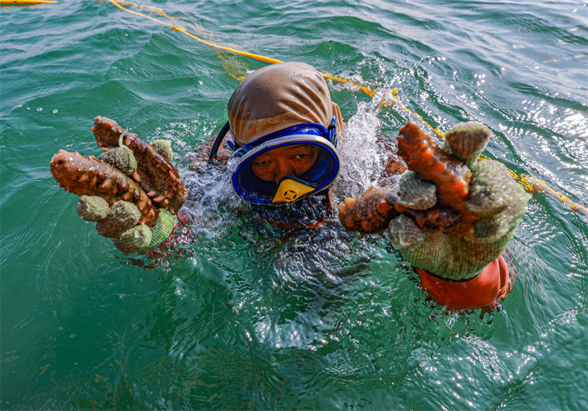 Shandong?dá?início?à colheita?de?outono de pepino-do-mar