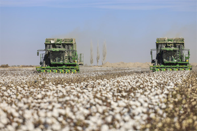 Algod?o entra na temporada de colheita em Xinjiang