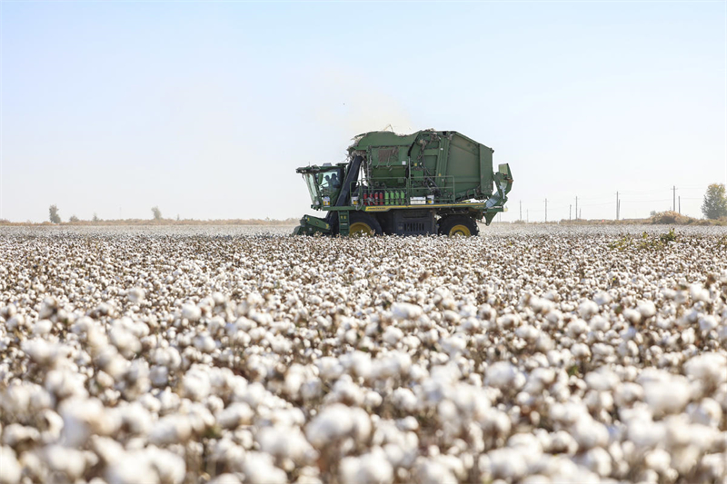 Algod?o entra na temporada de colheita em Xinjiang